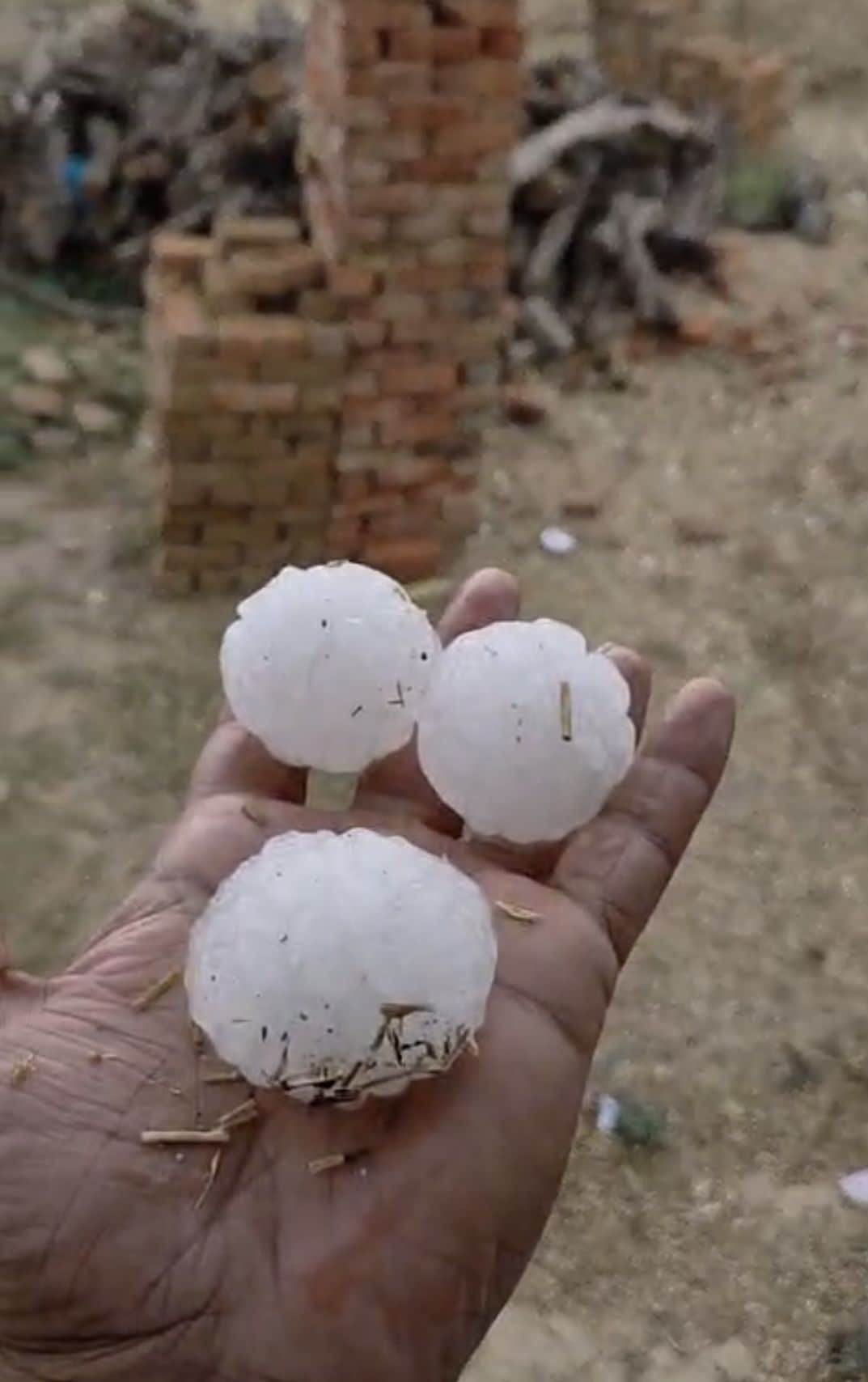 बारिश से खेत में बिछी फसल व ओलावृष्टि। संवाद