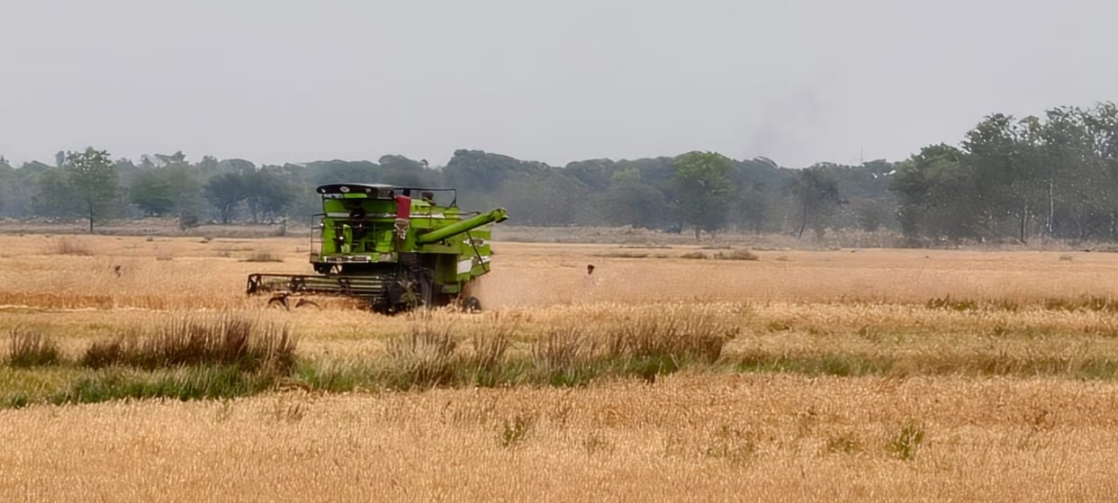 Strong winds and clouds threaten farmers, causing trouble for harvesting