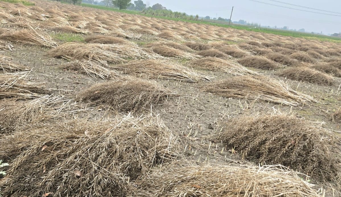 Rain in the morning, sunshine in the afternoon, farmers' worries increase