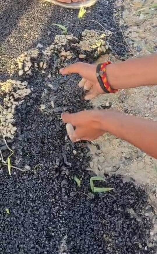 चकसड़ गांव में हाथ से उखड़ रही तीन दिन पहले बनी सड़क। स्रोत: वीडियोग्रैब