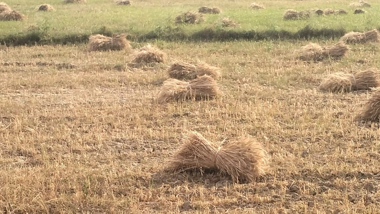 Bad weather wreaks havoc: Farmers' hard work goes to waste, straw blows away, grain gets wet