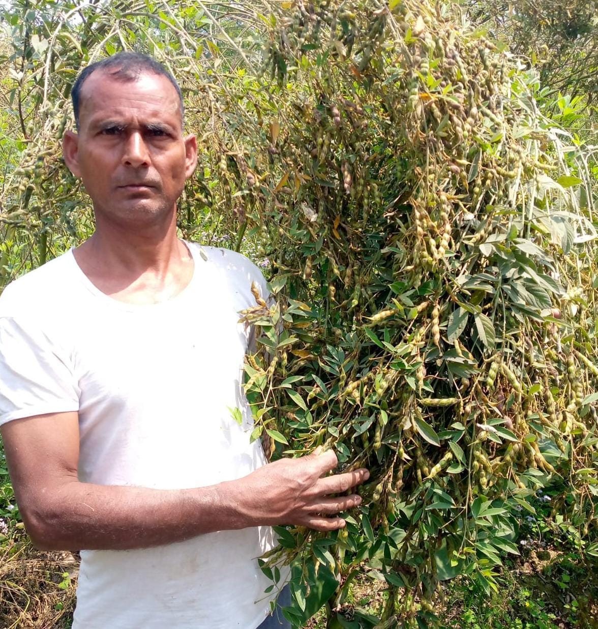 Amar is cultivating pigeon pea using scientific methods