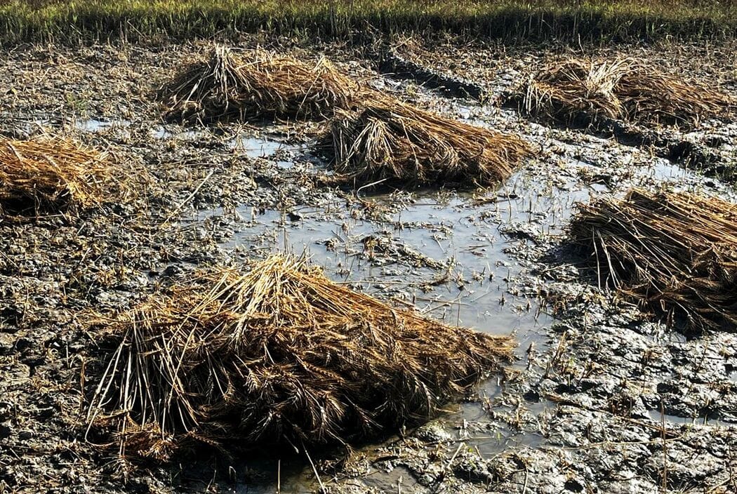 Crops Devastated by Two Rounds of Storms, Rain, and Hail Within 24 Hours