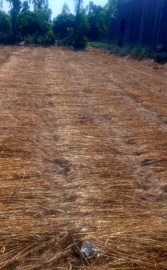 Crops Suffer Heavy Damage Due to Unseasonal Rains; Farmers Distressed