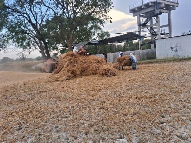 फोटो कैप्शन आनापुर क्षेत्र के अलादादपुर गांव में गेहूं मड़ाई करते किसान