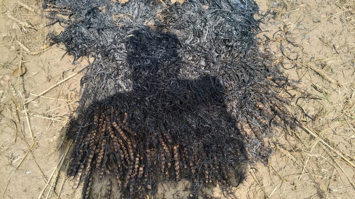 A spark from a high-tension line burned half a bigha of wheat crop.