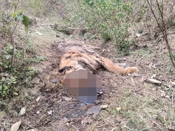 Tiger Found Dead in Umaria Forest, Investigation Underway