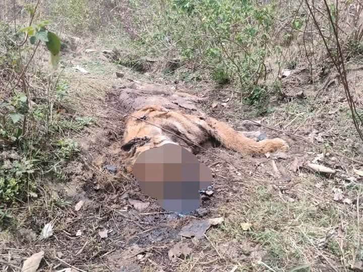 जंगल में बाघ का क्षत-विक्षत शव मिला