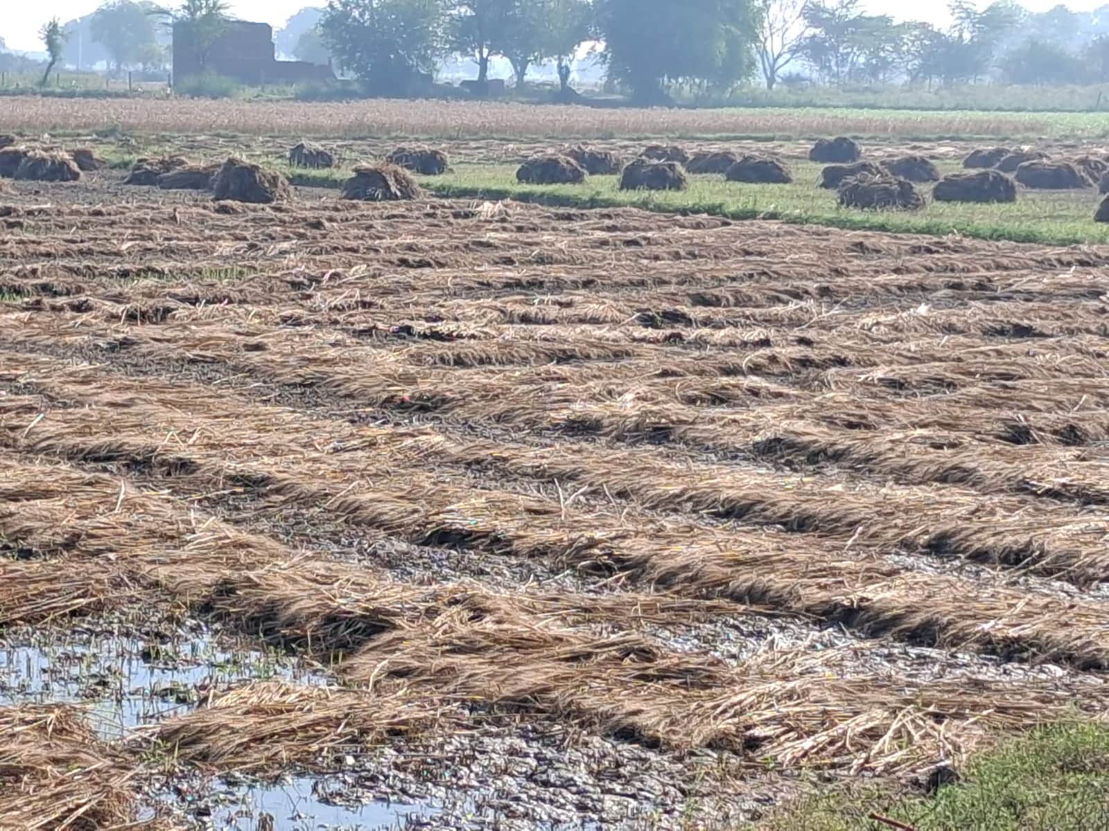 कस्बा निधौली कलां में गेहूं की कटी फसलों में भरा पानी। संवाद