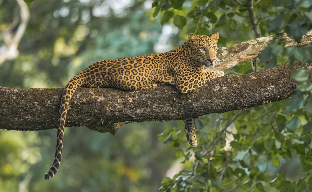 Leopards are now moving into villages under pressure from tigers.