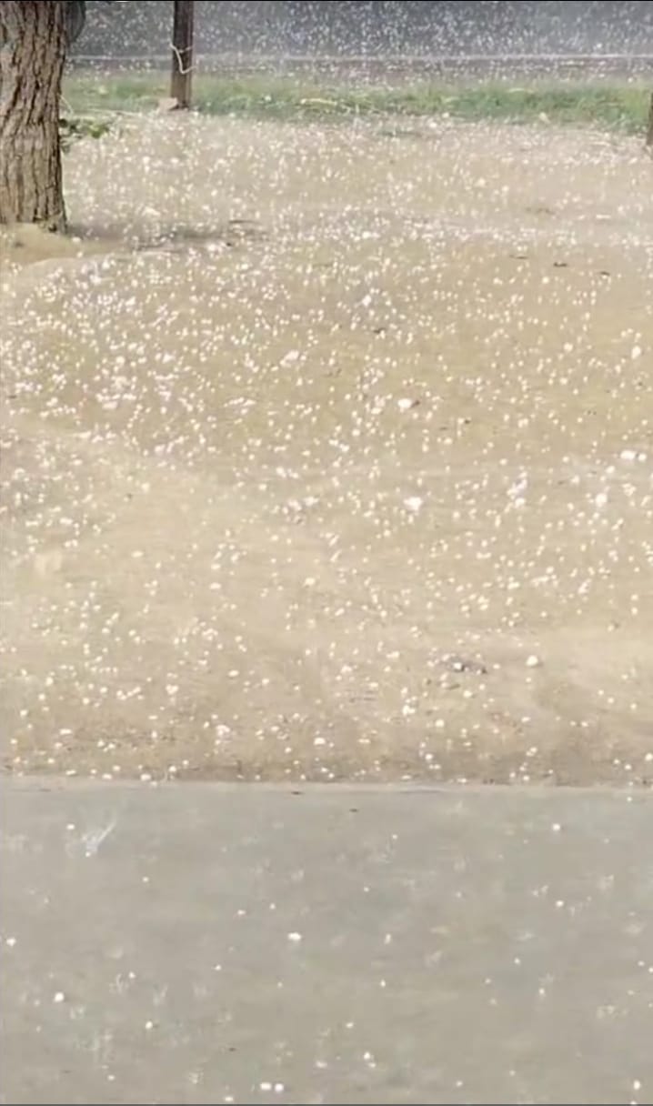 Hailstorm destroys wheat crop, farmers worried