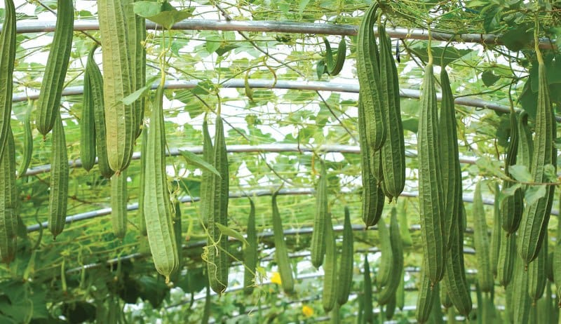 lauki aur turai kya khana chahiye bottle gourd or ridge gourd which is better in summer