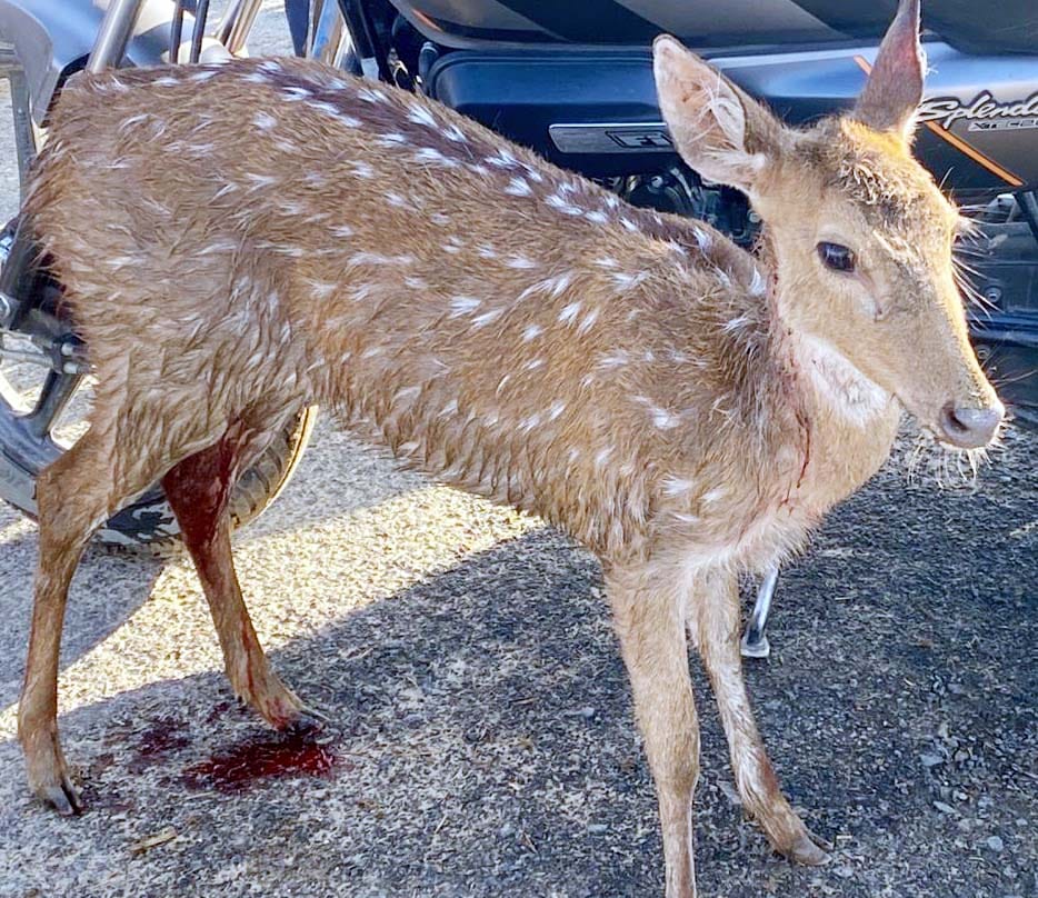 Dog Injures Fawn That Wandered from the Forest into a Populated Area