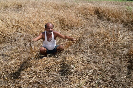 Unseasonal rains have put farmers in trouble, halting harvesting.