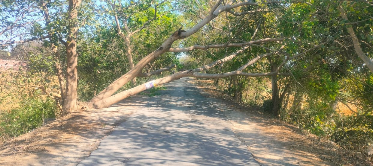 Traffic on Lalganj-Banpur road was disrupted for hours due to falling of a tree.