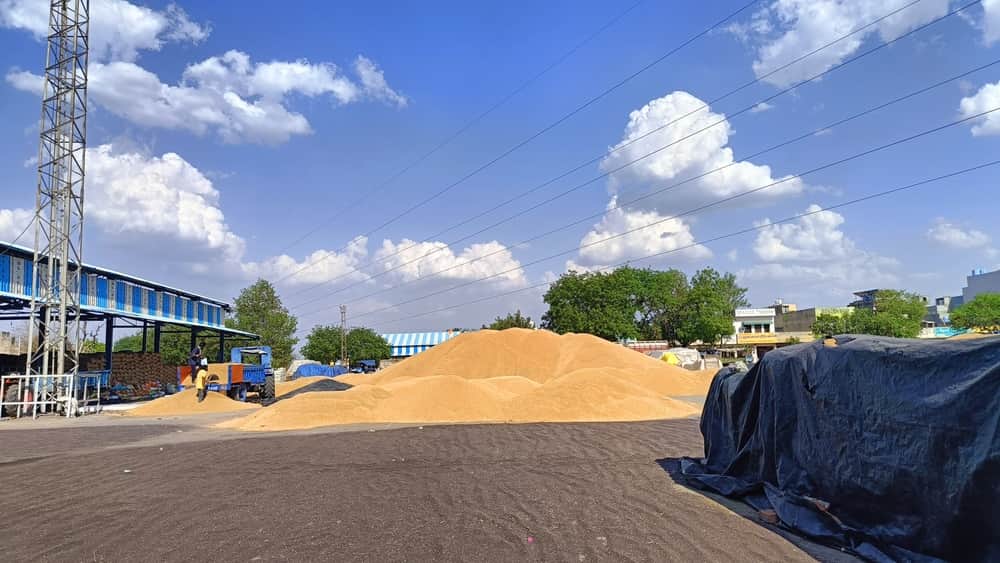 मंडी में सूखते हुई सरसों की फसल।