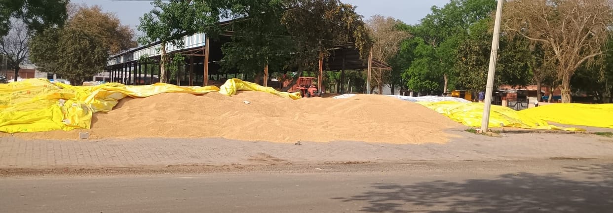 Wheat not purchased at Tigaon Grain Mandi on Sunday
