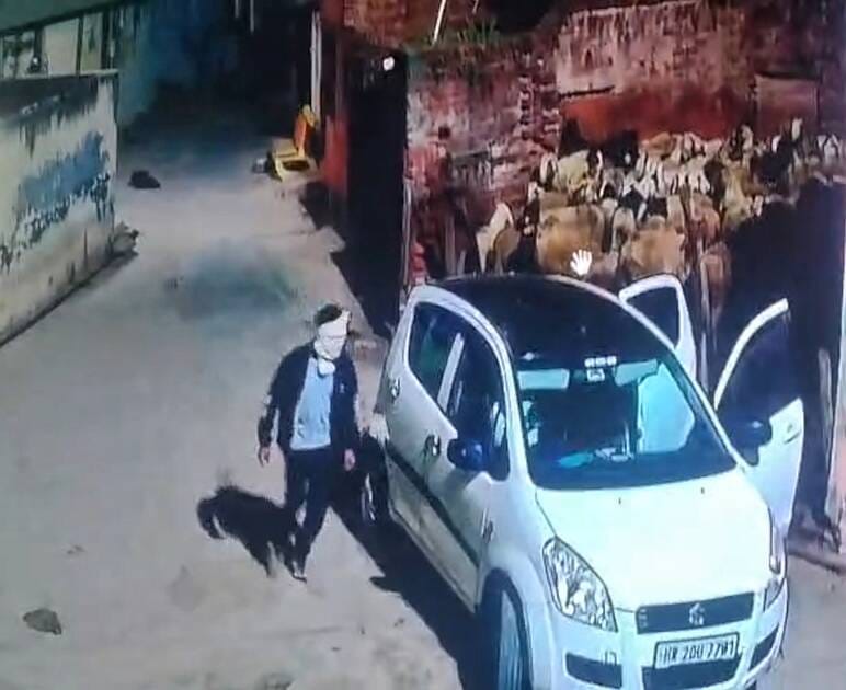 Thieves stole 15 sheep in a car