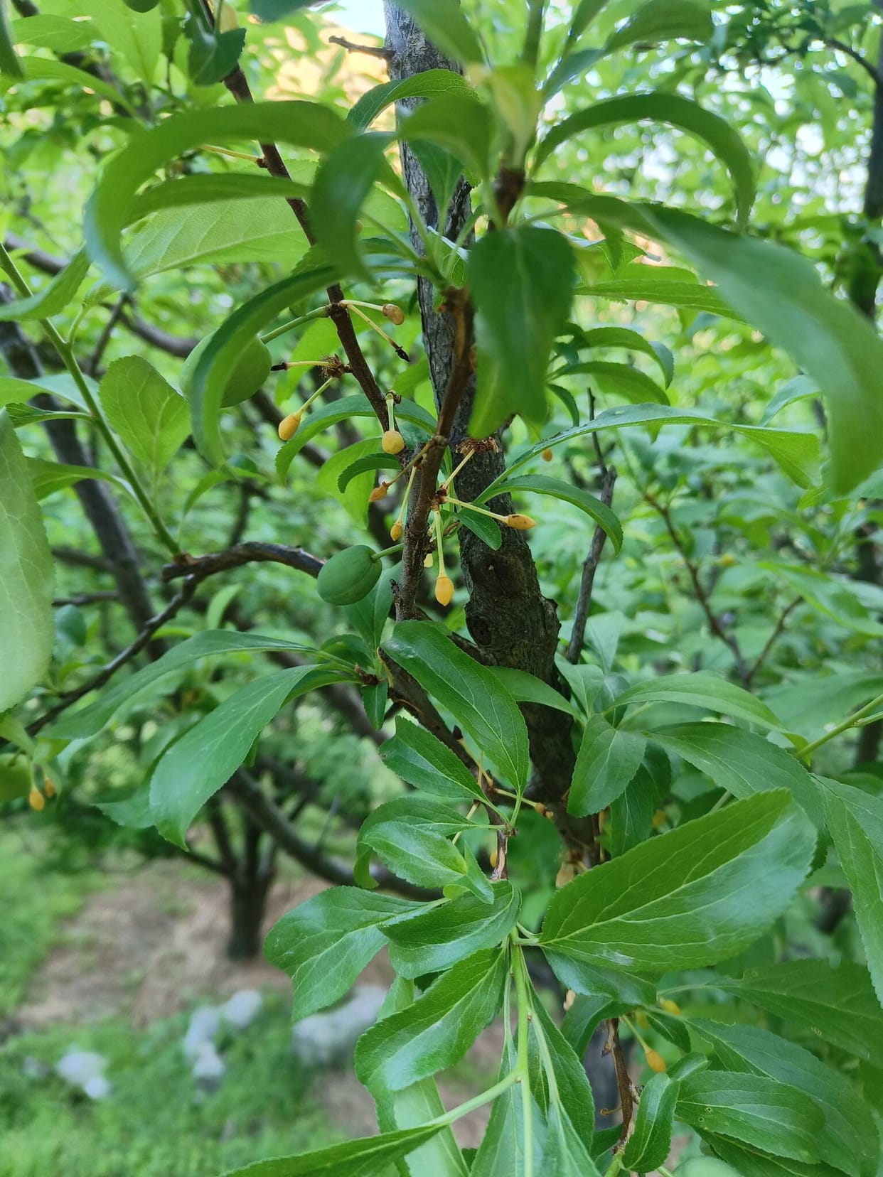 Only 15 to 20 percent of plum crop production is estimated
