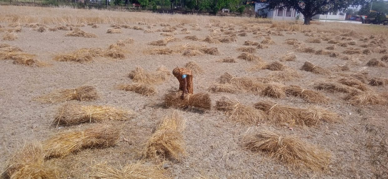Wheat grains started turning black, wheat was reduced to two and a half quintals in one bigha.