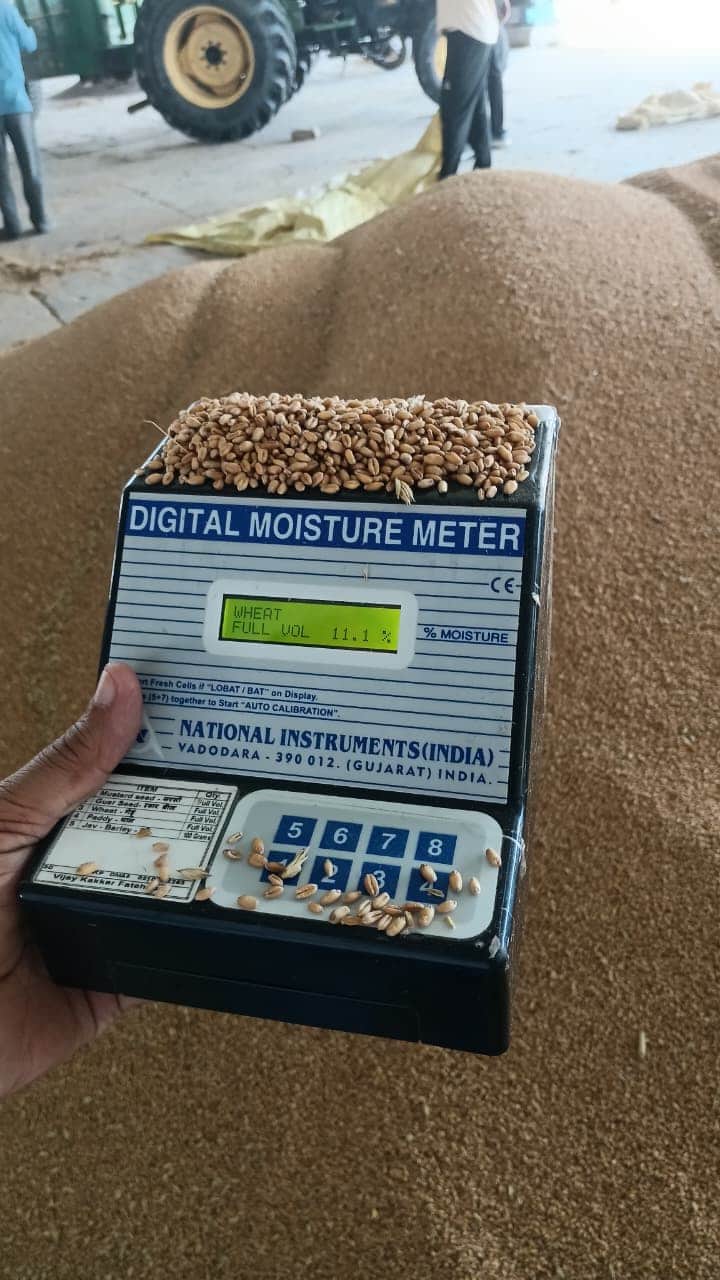पुरानी अनाज मंडी में रखी गेहूं की ढेरी जिसमें नमी की मात्रा 11.1 है। संवाद