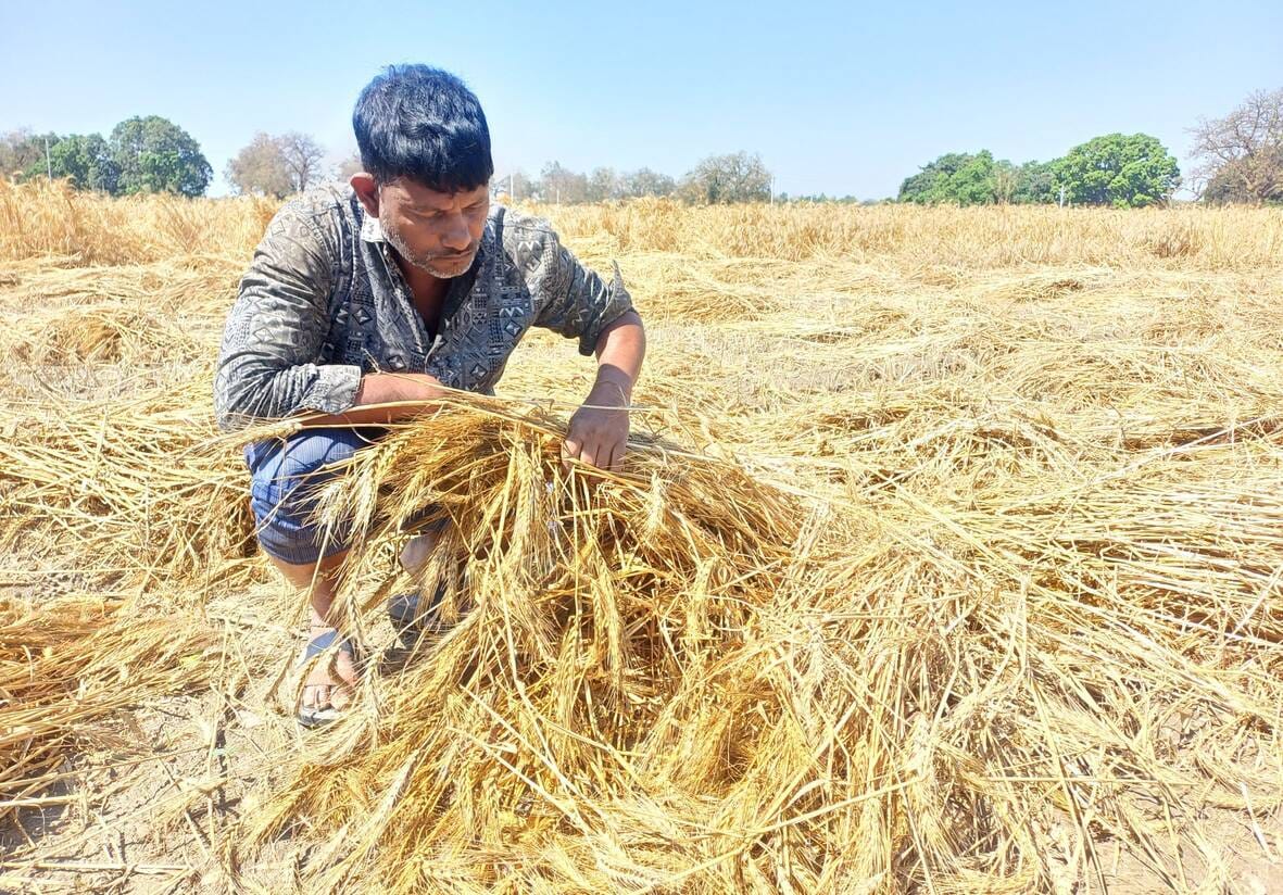 Weather Wreaks Havoc: Hailstorm and Rain Damage Rabi Crops Farmers Report Losses