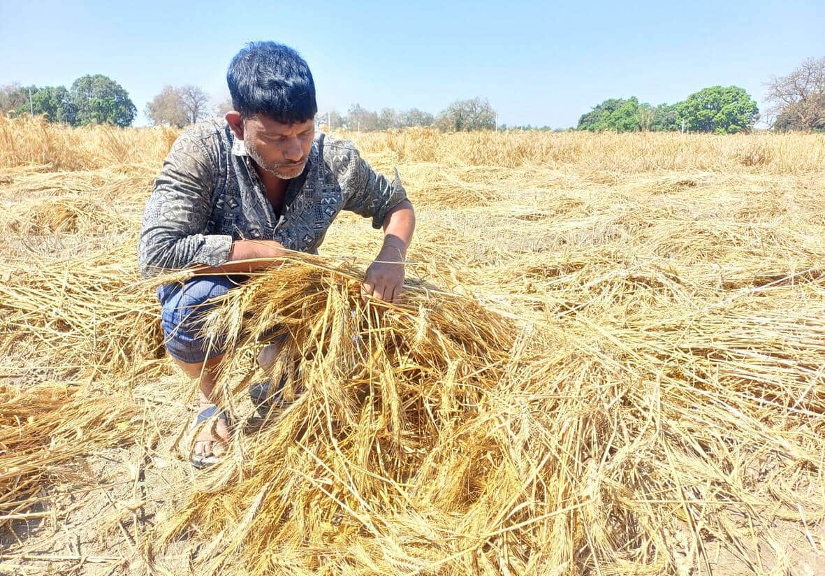 परशदेपुर क्षेत्र में तेज हवा और बारिस के साथ ओले गिरने से भीगी गेहूं की फसल को देखता किसान।