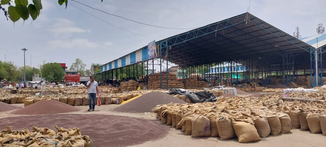 1.68 Lakh Quintals of Wheat Arrive at Kosli Mandi; High Moisture Content Becomes a Hurdle in Procurement