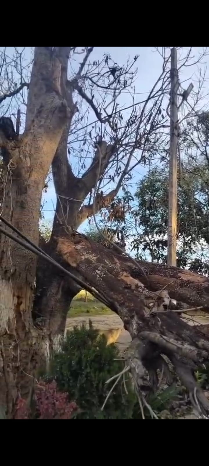 A tree fell on Kaptanganj police station due to the storm, and electricity was also cut off in 200 villages.