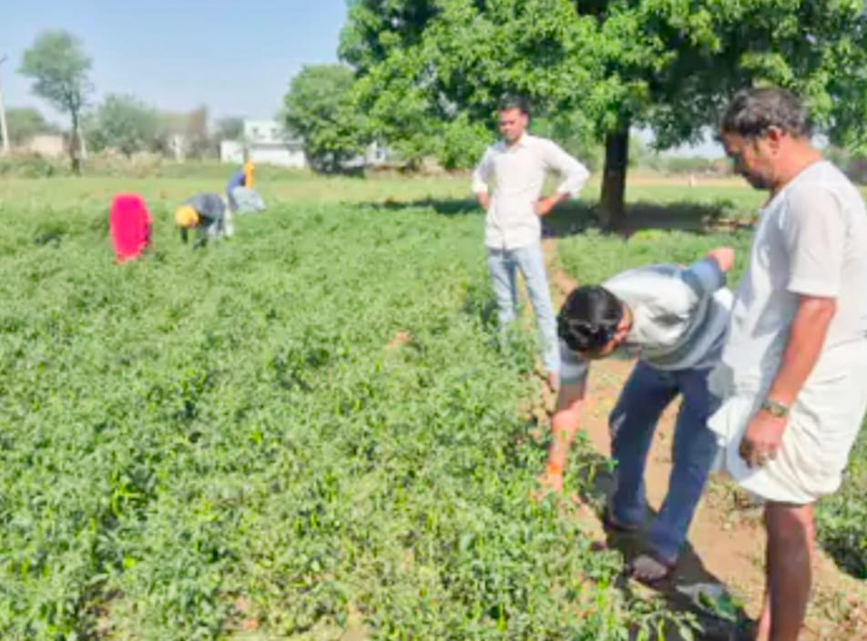 Heavy Crop Damage Due to Hailstorm in Lalsot; Up to 50% Loss to Fennel and Vegetable Crops; Survey Underway