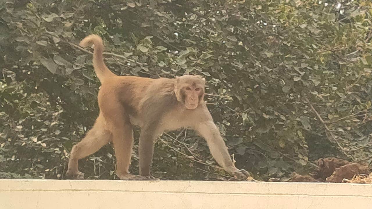 दादरी स्थित एमसीएच की दीवार पर घूमता बंदर। 