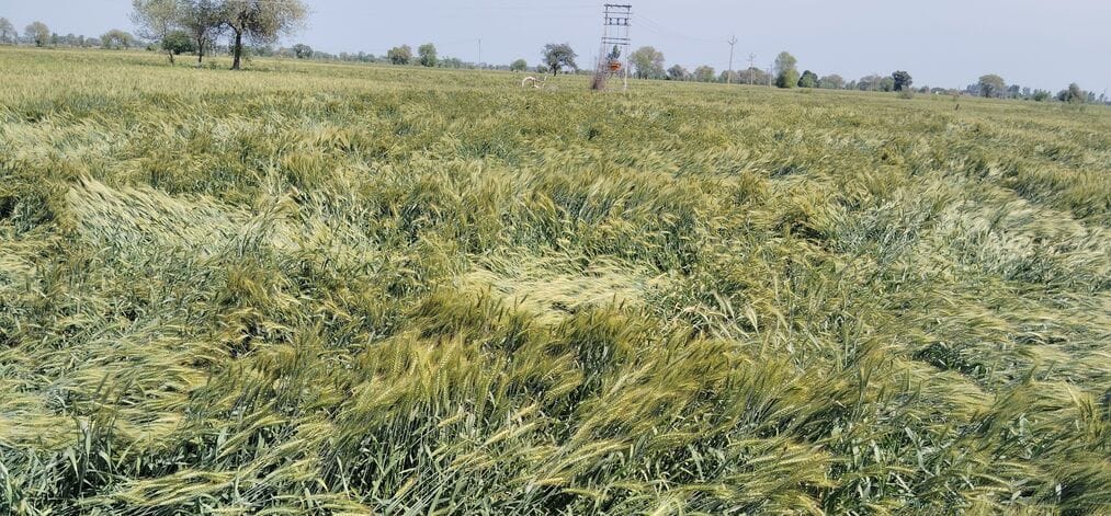 The district received 8.5 mm of rain in two days, causing damage to crops.