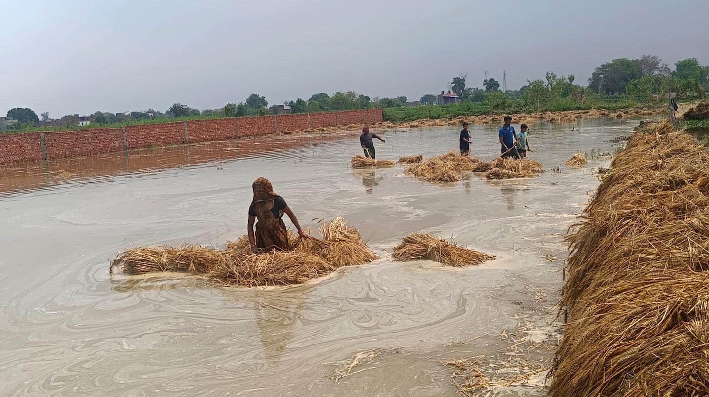 उझानी में नाले का  पानी खेतों में भर जाने से गेहूं की पूलियां समेटते महिला- पुरुष।  संवाद