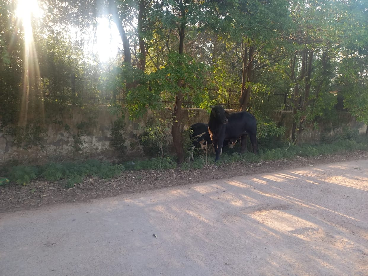The dream of cattle-free India remains unfulfilled, with stray animals roaming the main roads.