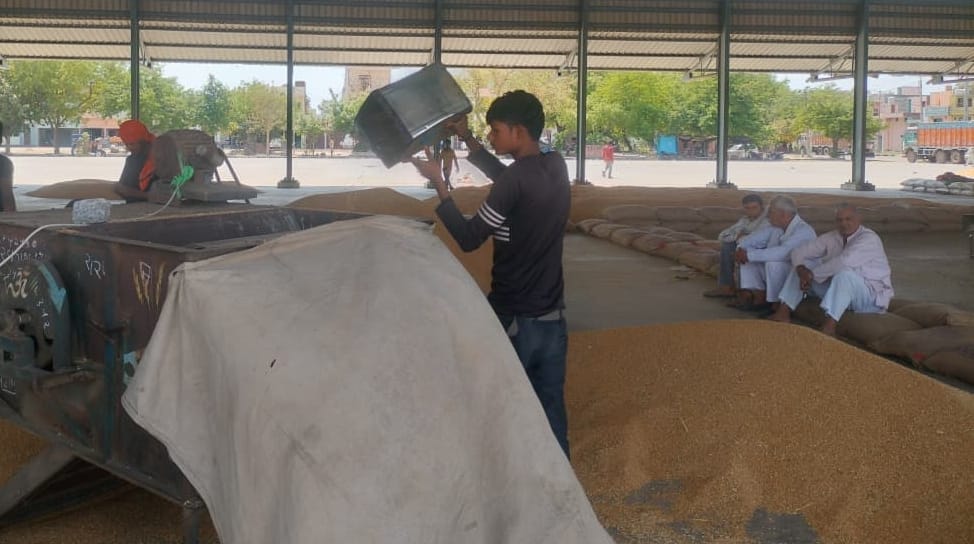 4383 quintals of wheat have arrived in the market, yet not a single grain has been purchased.