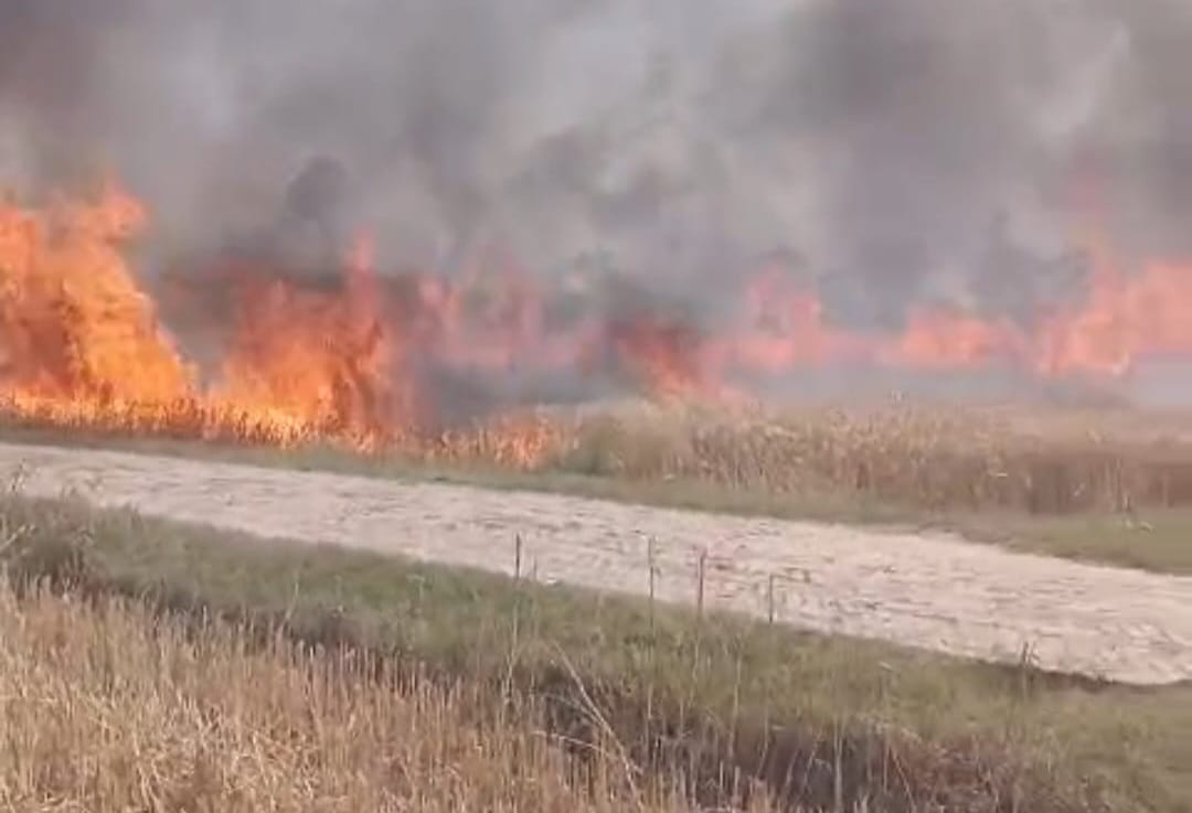 Children's carelessness caused a fire, two farmers' crops turned to ashes