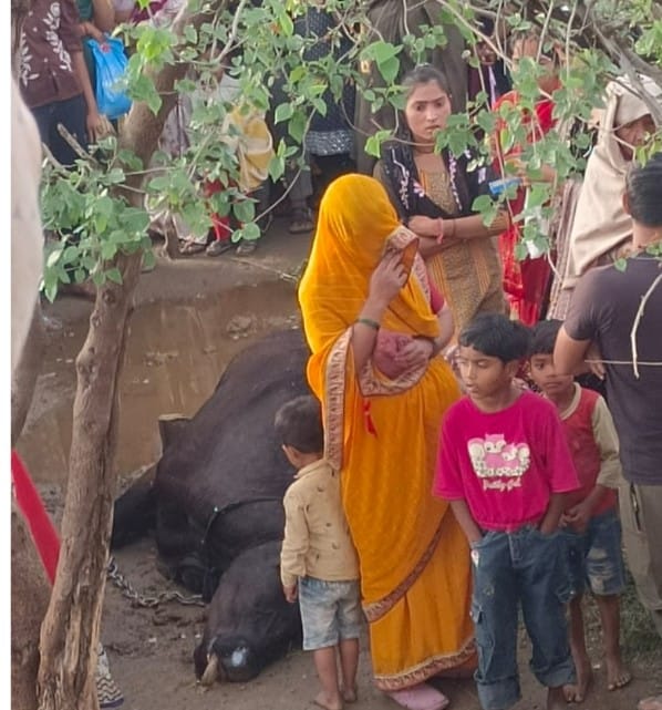 Heavy storm and rain ruined the hard work of farmers, a cow died due to lightning.