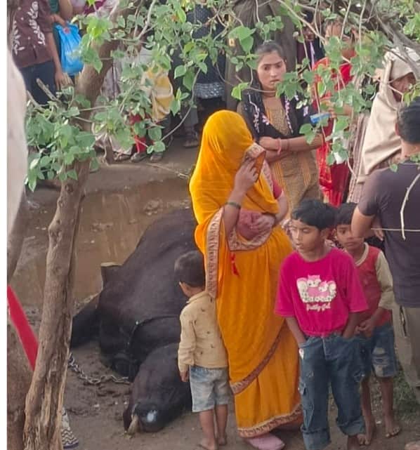  बिजली गिरने से मृत गाय के शव के पास खड़े लोग। संवाद