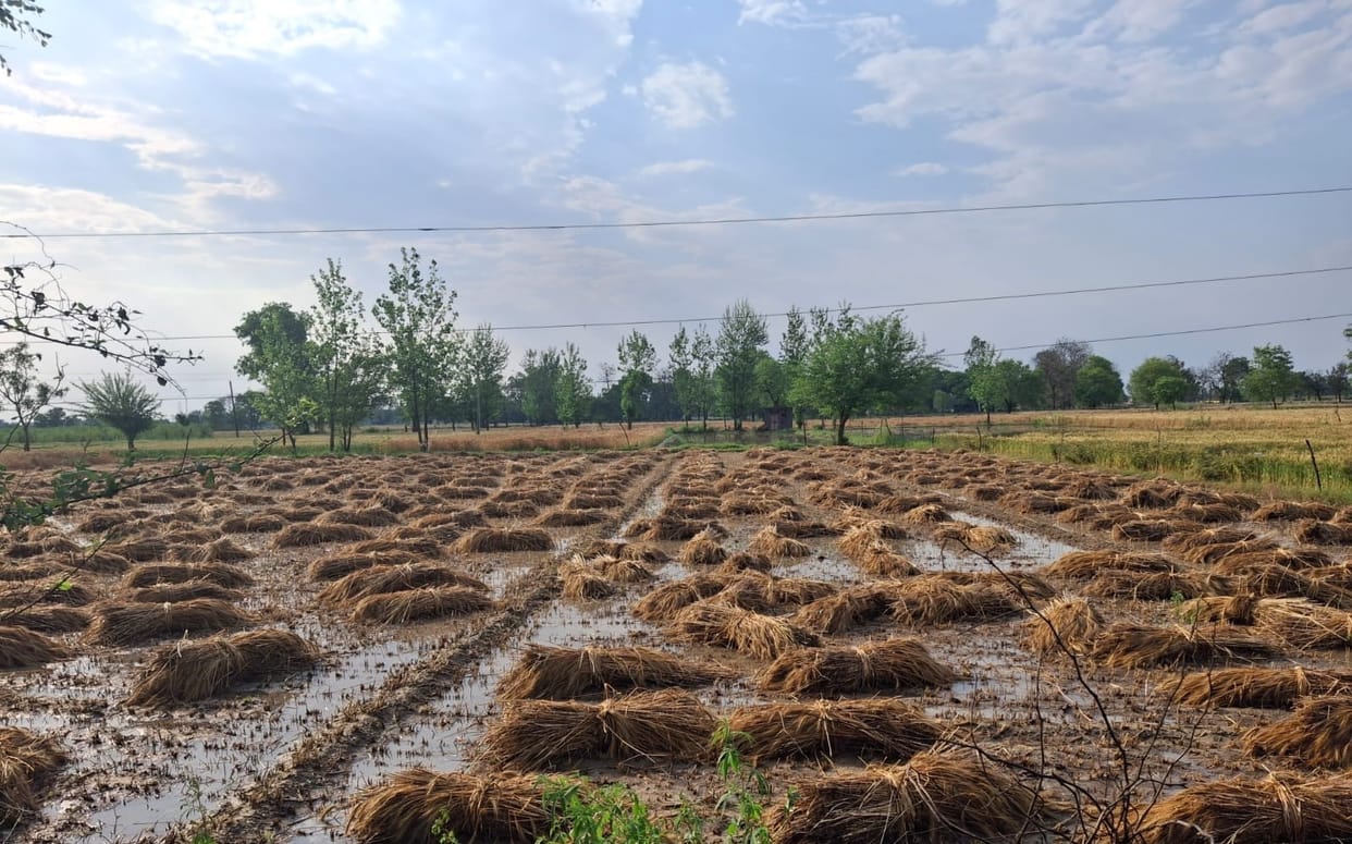 30% of wheat crop damaged due to continuous rain