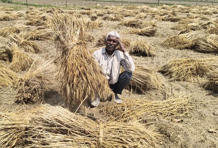 बारिश में भीगी गेहूं की फसल दिखाते गांव कोटा निवासी किसान अमर सिंह। संवाद