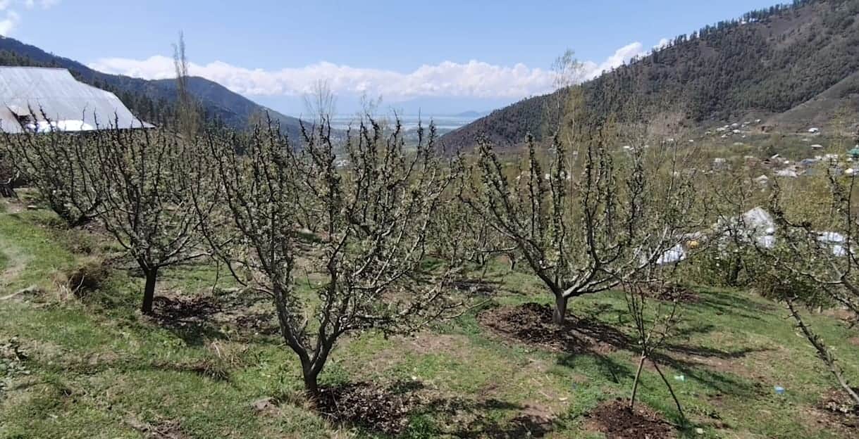 बांदीपोरा में आंधी से हुआ नुकसान। संवाद