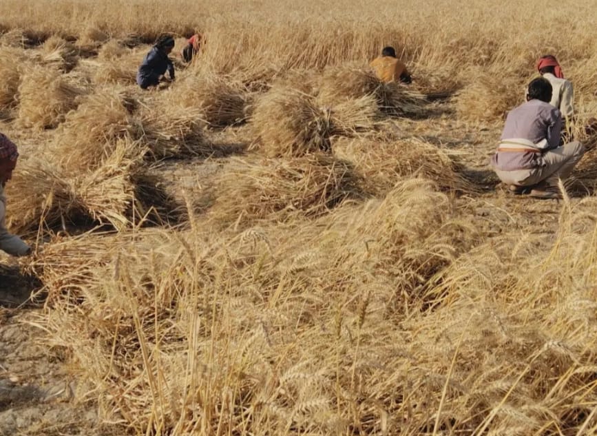 Unseasonal rain and hailstorm destroy 200 acres of crops, farmers worried