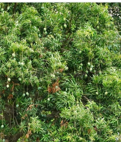 Teams engaged in survey of crop damage