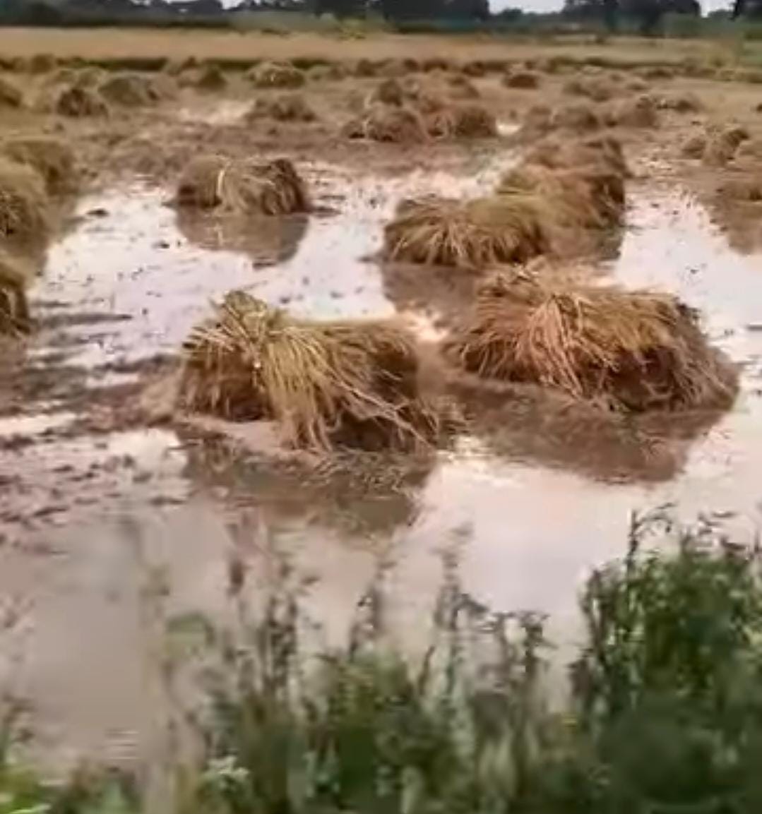 Rain and hailstorm destroy farmers' hard work and crops
