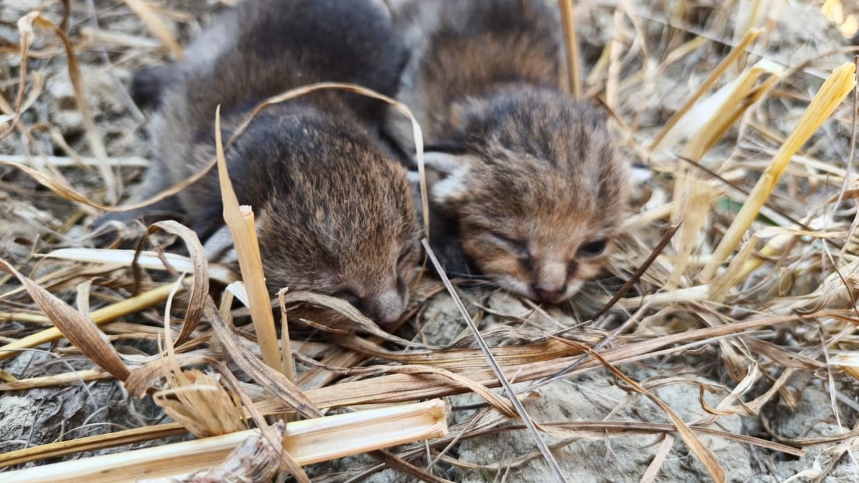 Three fishing cat cubs found in a wheat field