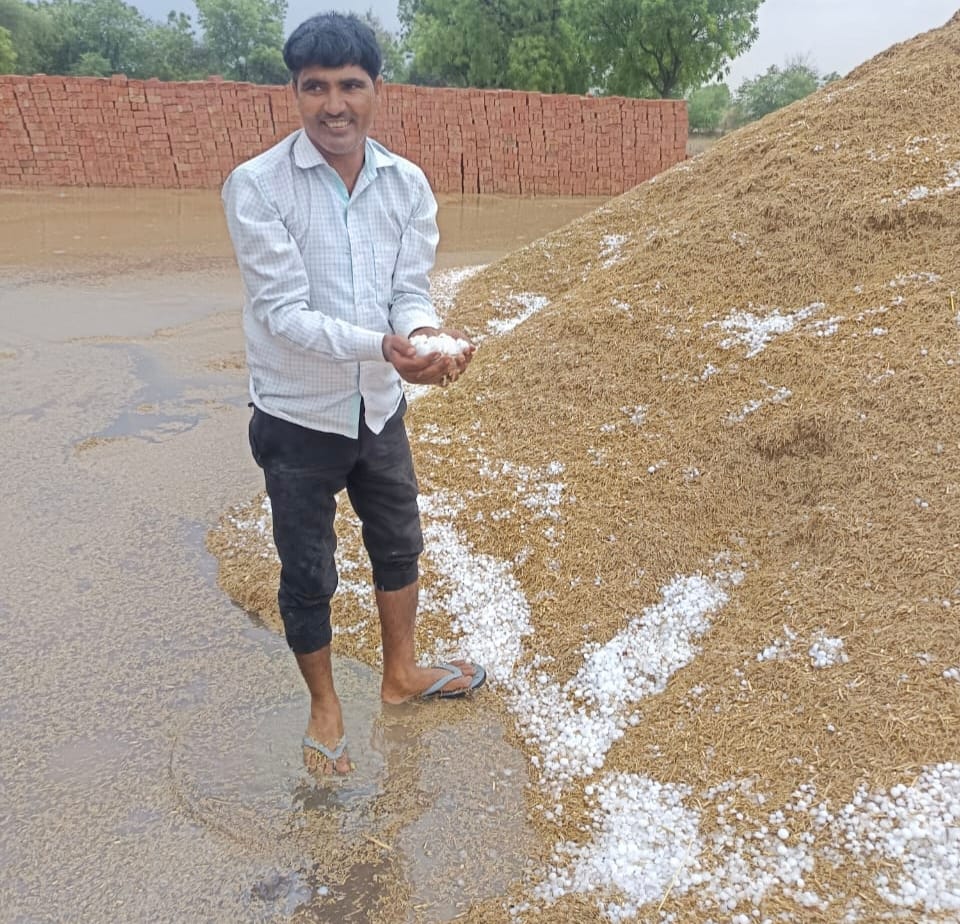 Hail and rain destroyed wheat