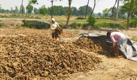फोटो-9 गांव अजमतपुर में तंबाकू सुखाते किसान। संवाद