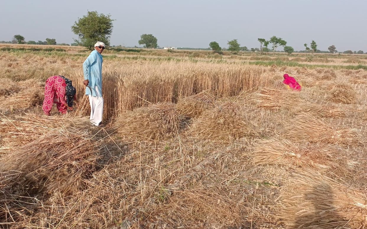 Wheat harvesting affected due to shortage of migrant labourers