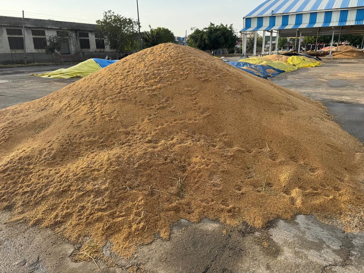 Drizzle soaks wheat in markets, tarpaulin claims prove hollow
