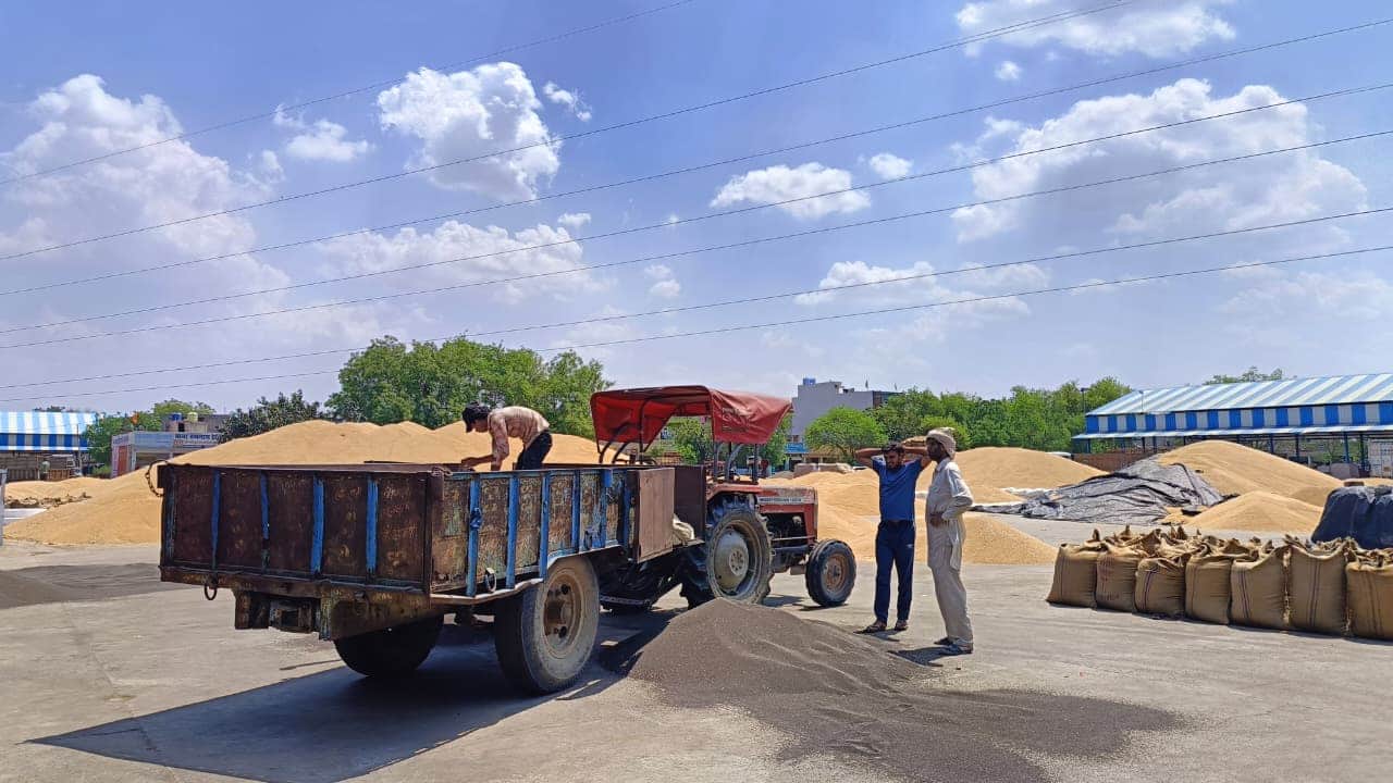 गेहूं में लगी सरसों की ढ़ेरी। 